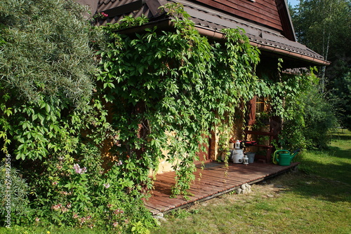 Terrace of a village house covered with ivy