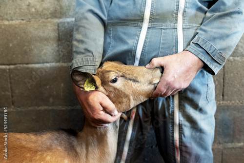 un paysan maintient une chèvre pendant un examen médical dans une exploitation laitière en France