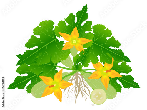 Zucchini plant with fruits and flowers on a white background.