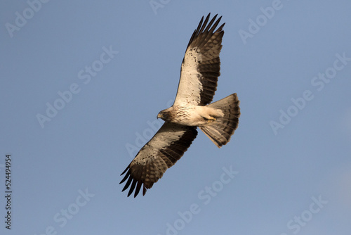 Booted eagle  Hieraaetus pennatus  in flight. A medium-sized mostly migratory bird of prey with a wide distribution in the Palearctic