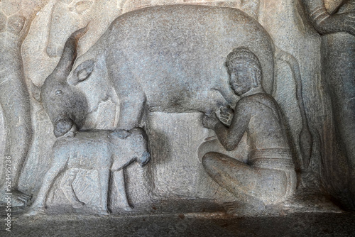 Milking of cow with its cattle by a man is depicted as the bas relief sculpture in Mahabalipuram, Tamilnadu. Indian rock art of ancient historical animal sculptures at rock cut temples in Tamil nadu.