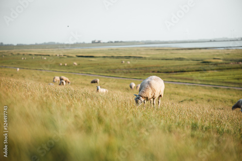 Am Deich grasende Schafe