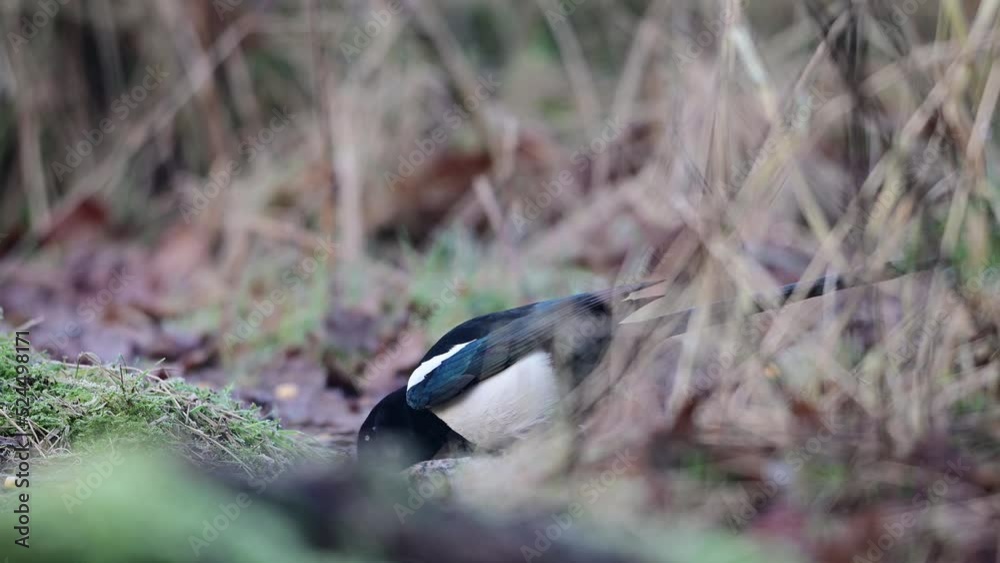 Magpie sitting on a forest meadow looking for food, january, north rhine westphalia, (pica pica), germany Magpie sitting on a forest meadow looking for food, january, north rhine westphalia, (pica pica), germany