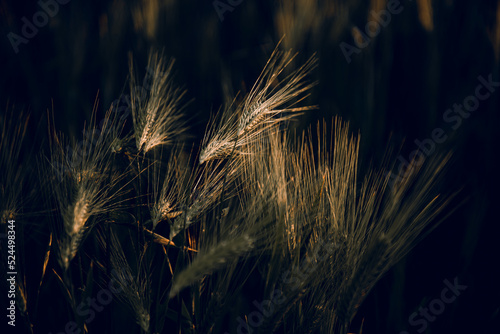 golden wheat field grass art hand