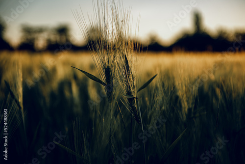 golden wheat field grass art hand