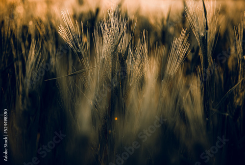 golden wheat field grass art hand