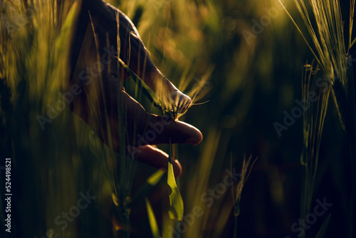 golden wheat field grass art hand