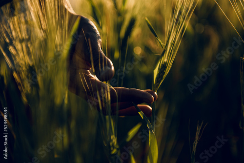 golden wheat field grass art hand