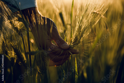 golden wheat field grass art hand