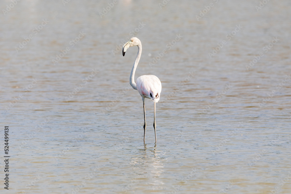 Fenicottero rosa solitario nella laguna del mare. Animale selvatico allo stato libero in una valle da pesca della laguna di Marano.