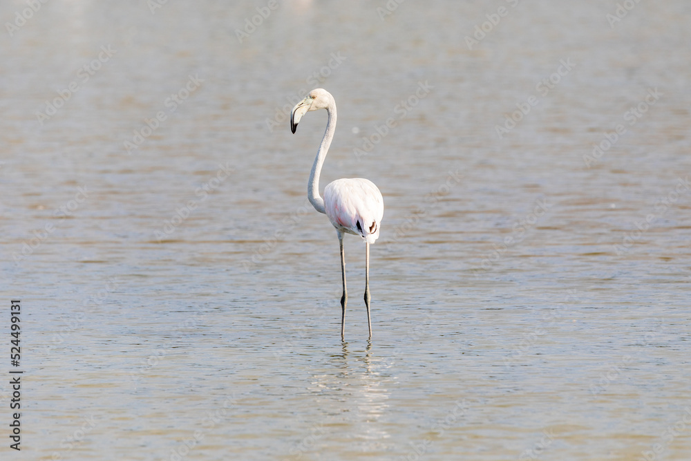 Fenicottero rosa solitario nella laguna del mare. Animale selvatico allo stato libero in una valle da pesca della laguna di Marano. Fenicottero rosa solitario nella laguna del mare. Animale selvatico allo stato libero in una valle da pesca della laguna di Marano.