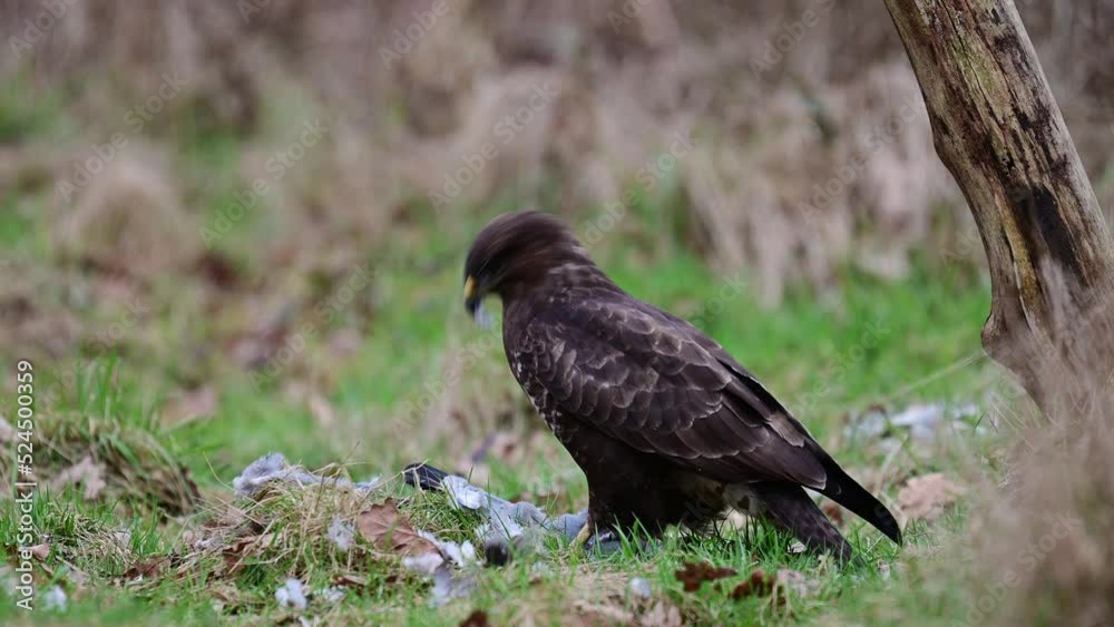 Common buzzard sitting in a forest meadow eating a dead wood pigeon, winter, north rhine westphalia, birds of prey, (buteo buteo), germany Common buzzard sitting in a forest meadow eating a dead wood pigeon, winter, north rhine westphalia, birds of prey, (buteo buteo), germany