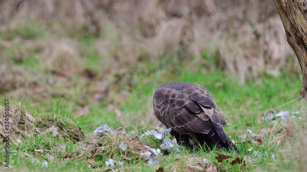 Common buzzard sitting in a forest meadow eating a dead wood pigeon, winter, north rhine westphalia, birds of prey, (buteo buteo), germany Common buzzard sitting in a forest meadow eating a dead wood pigeon, winter, north rhine westphalia, birds of prey, (buteo buteo), germany