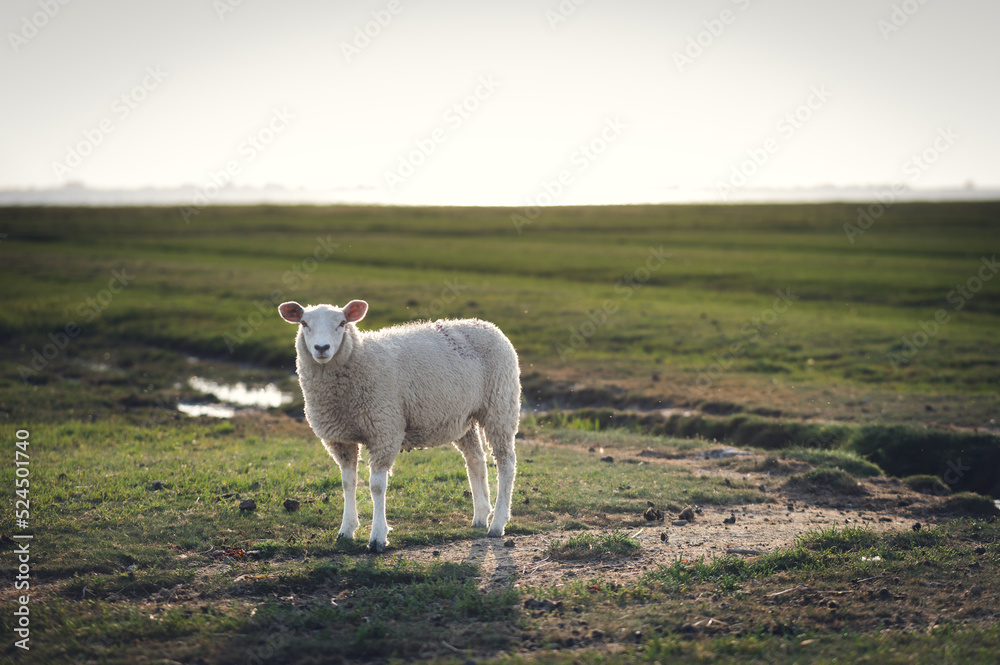 Obraz premium Schaf steht im Sonnenuntergang