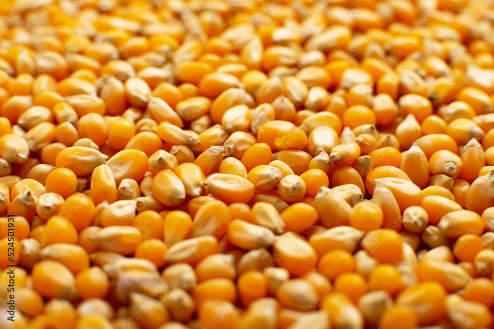 Dry raw corn kernels for making popcorn food background