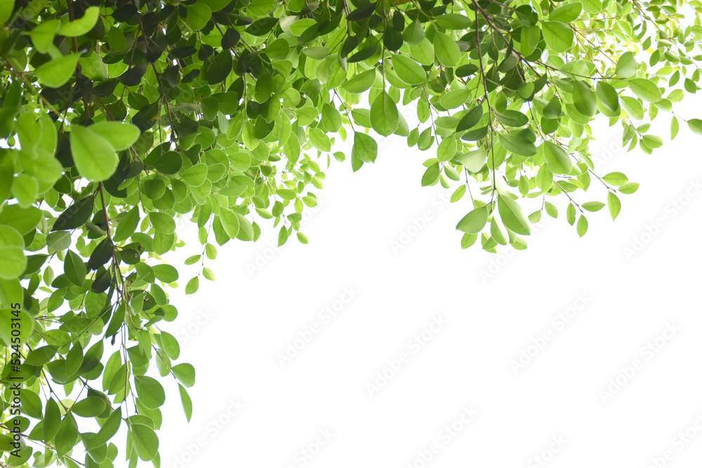 Isolated ficus benjamina branches and leaves with clipping paths. Isolated ficus benjamina branches and leaves with clipping paths.
