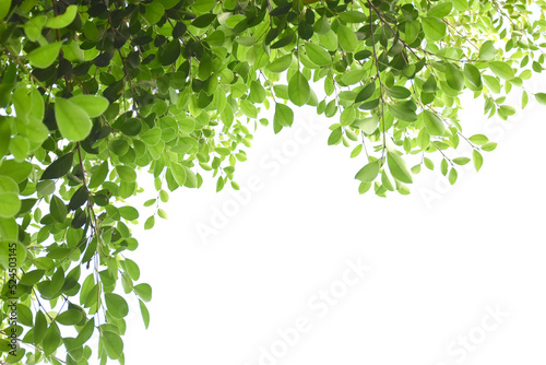 Isolated ficus benjamina branches and leaves with clipping paths.