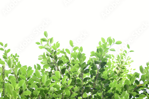 Isolated ficus benjamina branches and leaves with clipping paths.