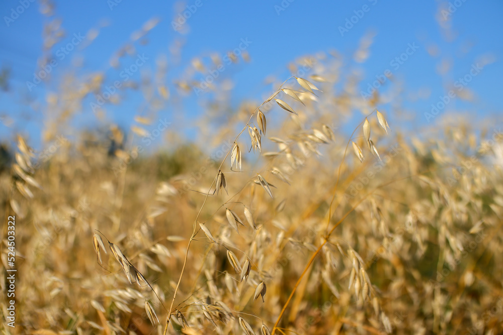 Fototapeta premium oat plants in natural environment