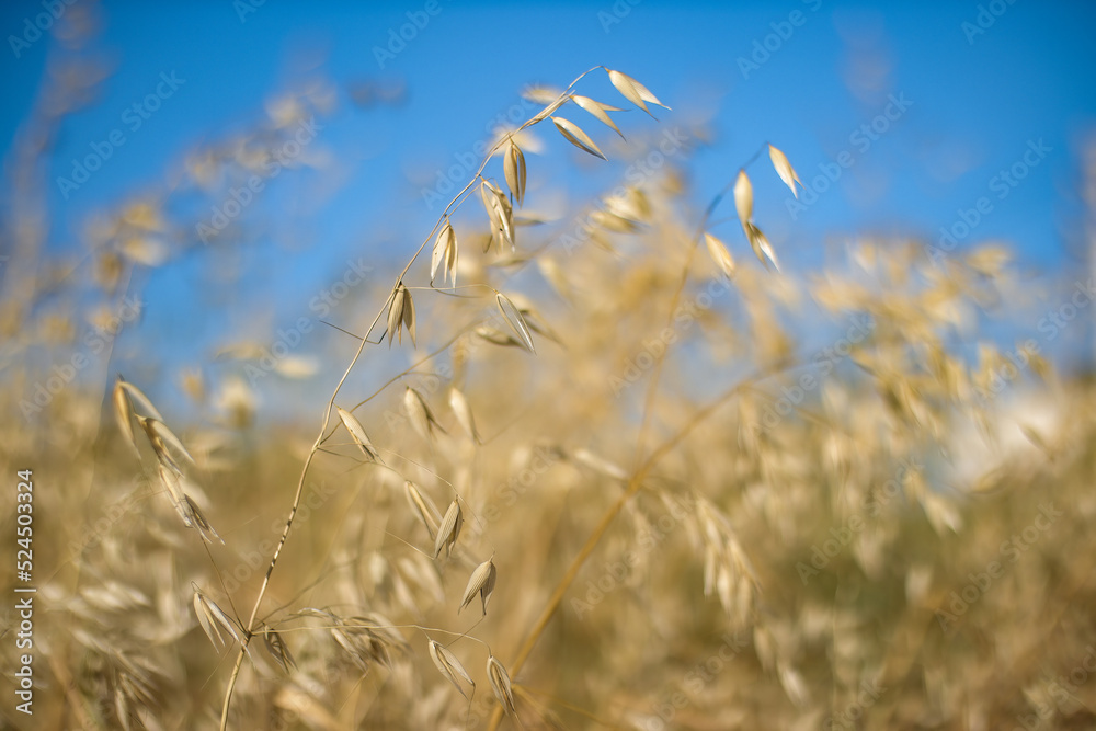 Obraz premium oat plants in natural environment