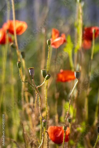 poppy flowers and seed pods in natural environment