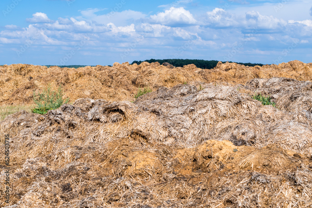 Fertilisation des sols par du lisier de bétail 
