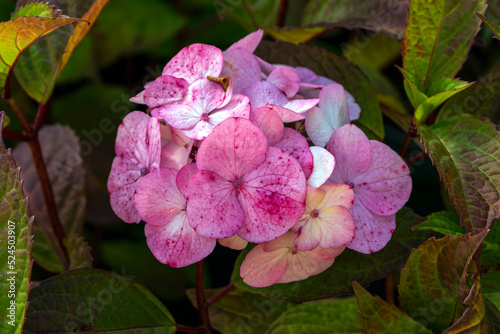 Hydrangea macrophylla 'Preziosa' a summer flowering shrub plant with a pink summertime flower, stock photo image photo