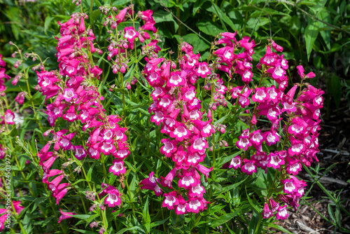 Fototapeta Naklejka Na Ścianę i Meble -  Penstemon 'Pensham Marilyn' a summer autumn fall flowering plant with a pink white summertime flower, stock photo image