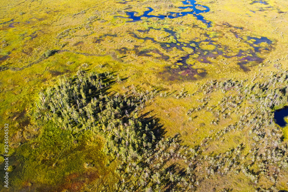 High-moor bog aerial view. The Yelnya Landscape Reserve. Swamp in Belarus