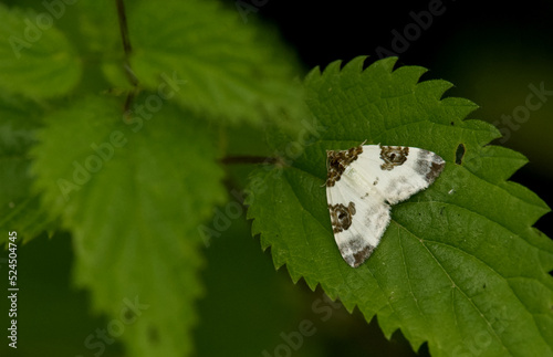 Milchweißer Bindenspanner (Plemyria rubiginata)