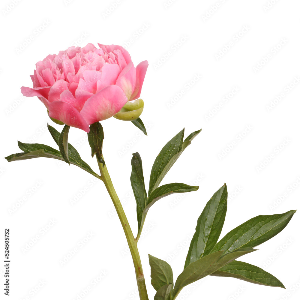 One double flower, stem and leaves of a a pink peony (Paeonia lactiflora)