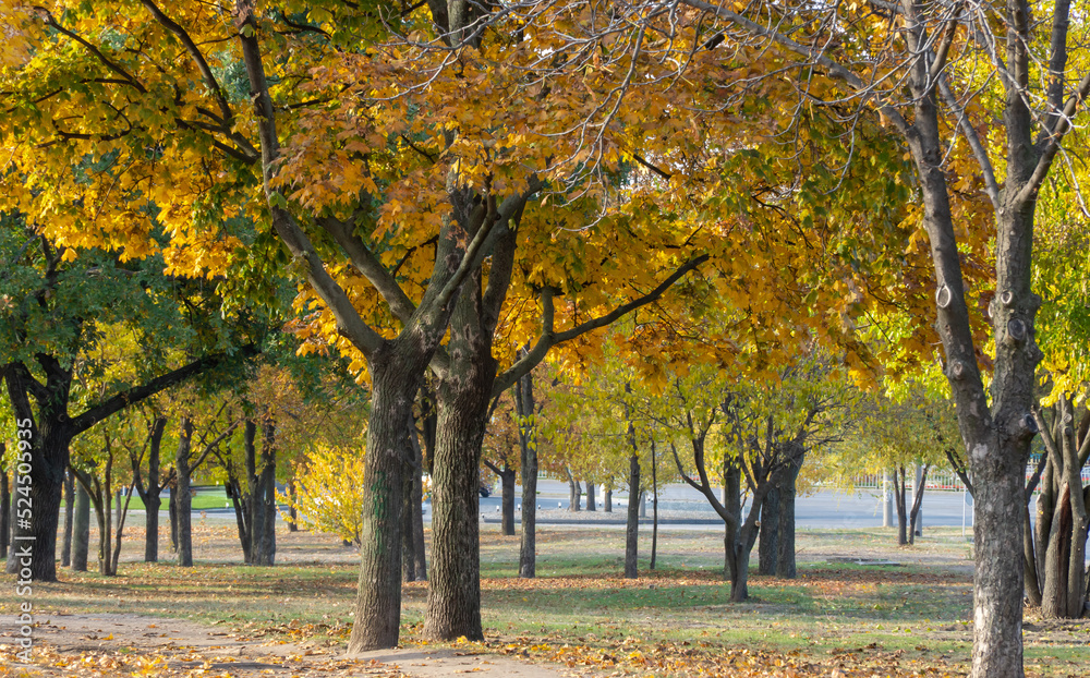 Group maple trees of grow in autumn in city park. Trunks acer with dark bark and branches and yellow green leaves. Walking path among beautiful nature deciduous landscape. Autumntime early. Group maple trees of grow in autumn in city park. Trunks acer with dark bark and branches and yellow green leaves. Walking path among beautiful nature deciduous landscape. Autumntime early.