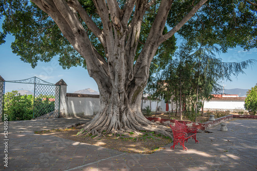 Old tree and red bench at a sunny day in Teotitlan del Valle, Oaxaca, Mexico photo