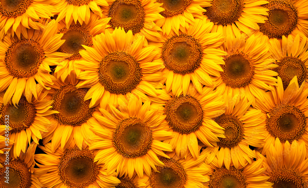 Blooming sunflower flowers. Texture. Abstract natural background. Blooming sunflower flowers. Texture. Abstract natural background.