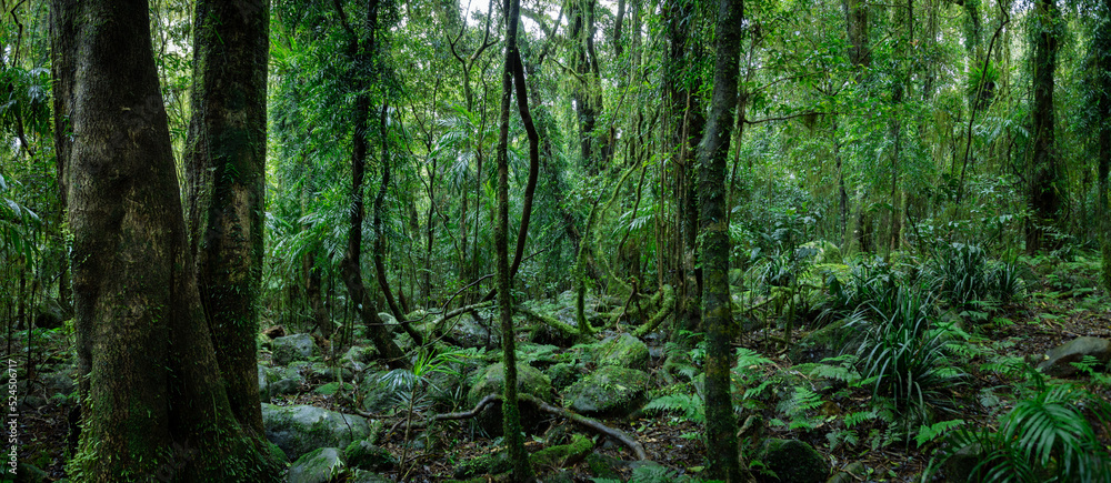Lush rainforest with ancient trees - obrazy, fototapety, plakaty 