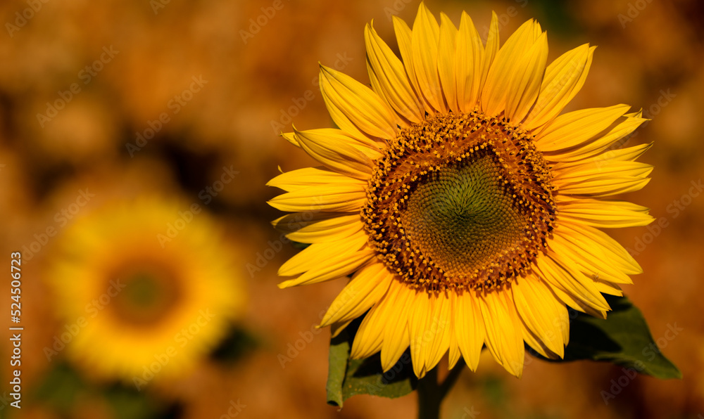 Sunflower flower in the field, close-up, selective focus. Sunflower flower in the field, close-up, selective focus.