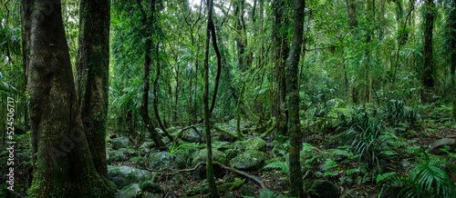 Lush rainforest with ancient trees photo