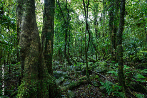 Lush rainforest with ancient trees
