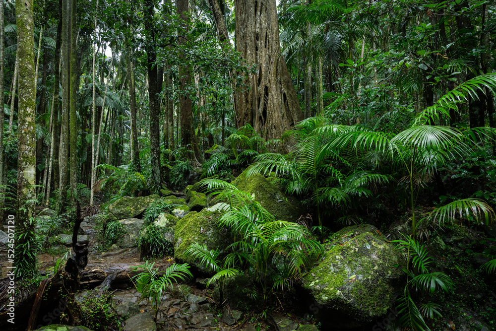Lush rainforest with ancient trees and rocks - obrazy, fototapety, plakaty 