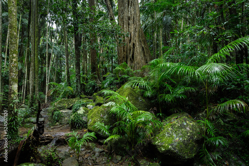 Lush rainforest with ancient trees and rocks photo