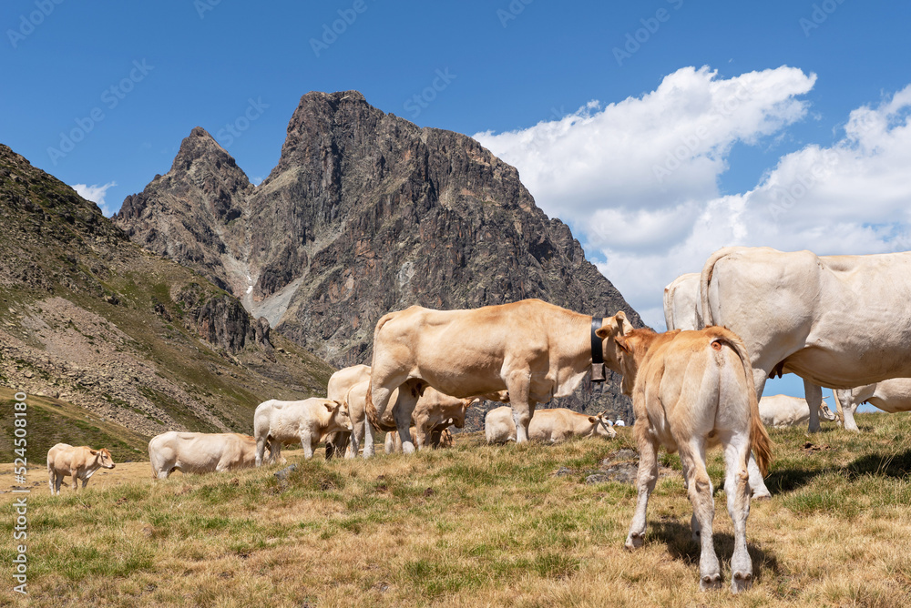 Extensive cow farming in the Ossau Valley. Midi d'Ossau
