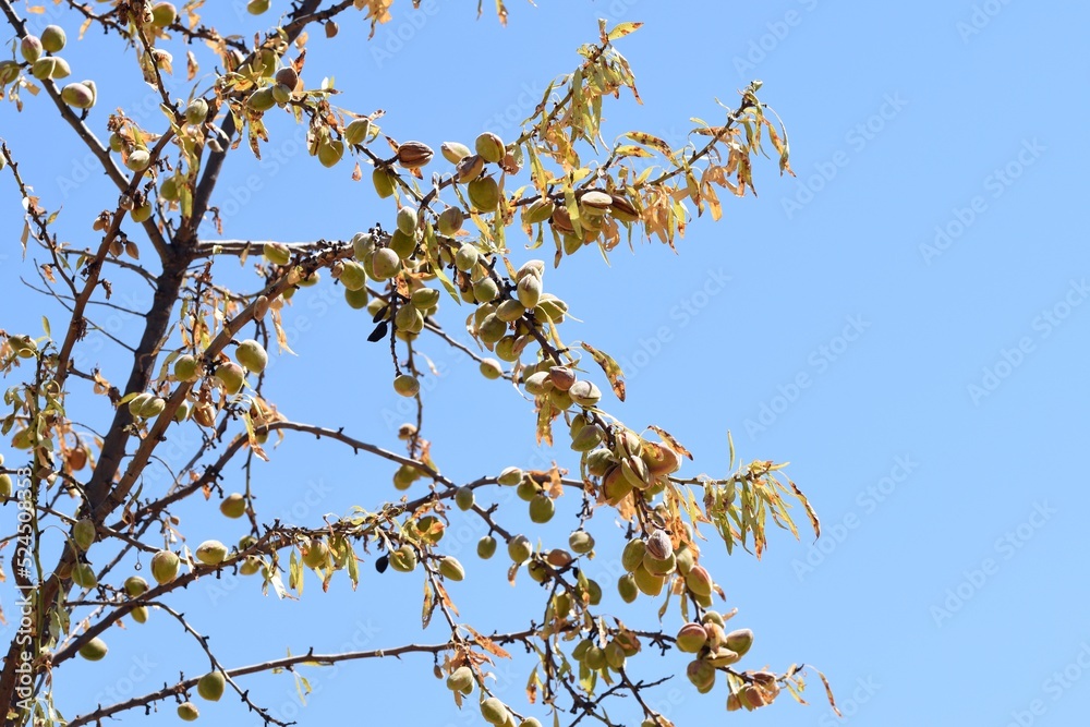 Ramas del árbol del almendro cargadas de sus frutos en agosto