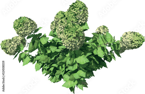 Front view of Plant (Limelight Hydrangea 1) Tree illustration vector