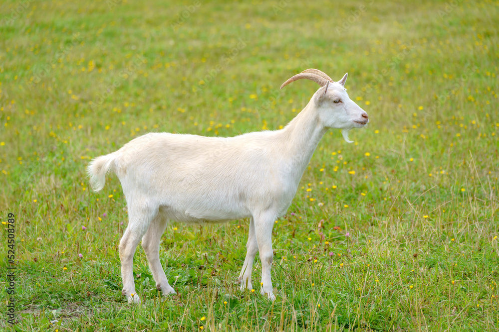 Beautiful white goat. Home pet on the farm. Beautiful white goat. Home pet on the farm.