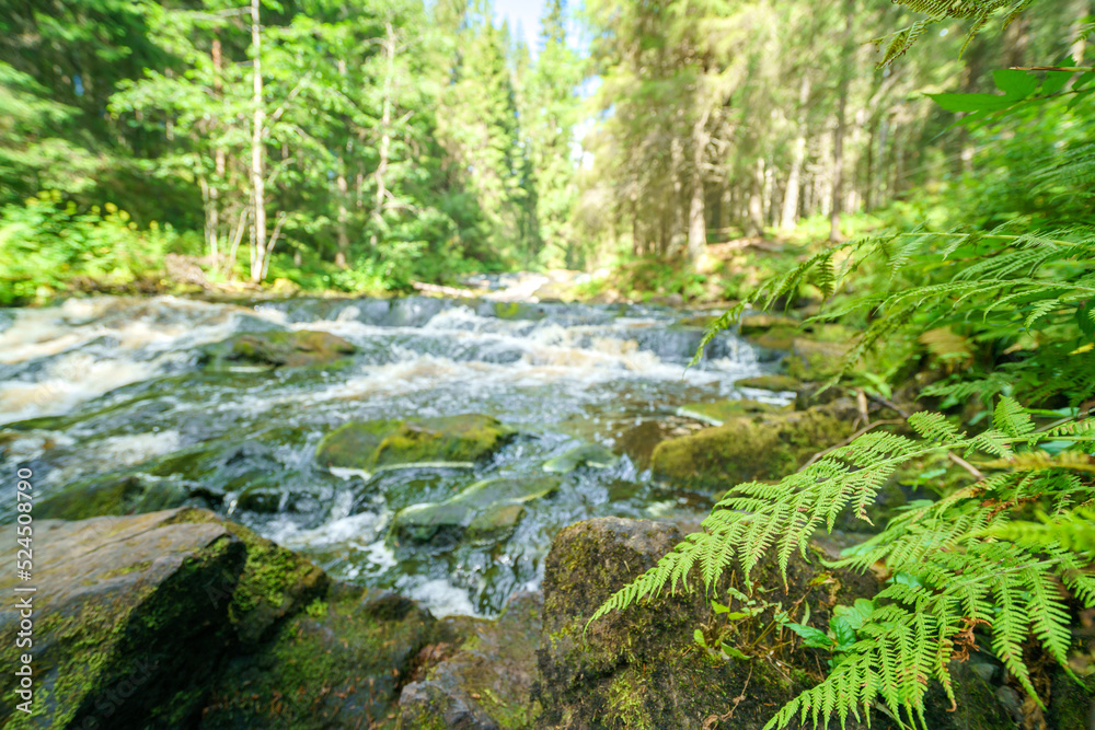Beautiful fern plant near the river..Natural green background. Beautiful fern plant near the river..Natural green background.
