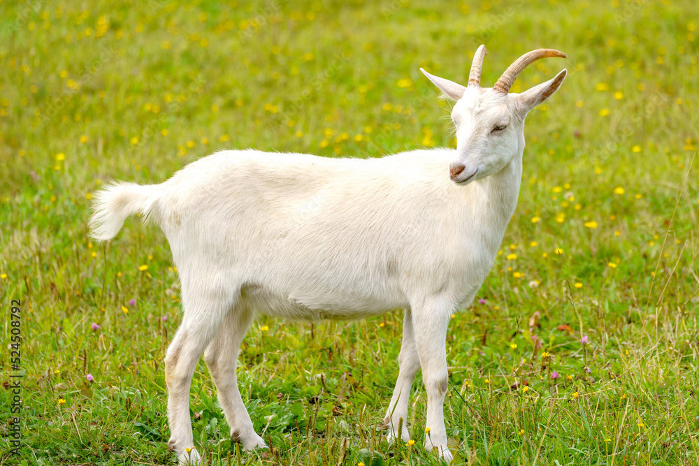 Beautiful white goat. Home pet on the farm. Beautiful white goat. Home pet on the farm.