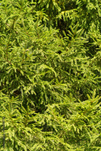 Green branches of spruce in the forest. Natural green background.
