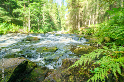 Beautiful fern plant near the river..Natural green background.