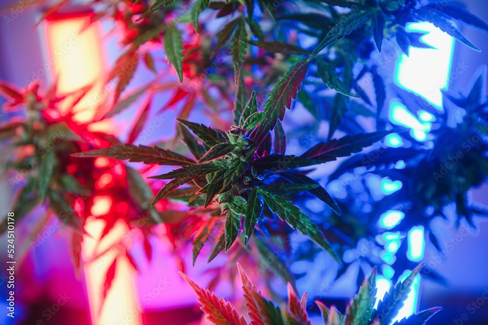 Cannabis Marijuana plant in Vaporwave deep purple neon style. Medical