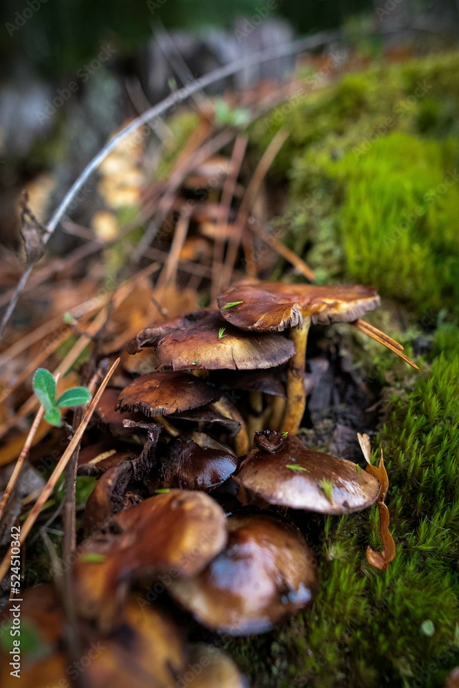 Fototapeta premium Champignons Mushrooms